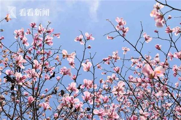 炒北瓜怎么做好吃