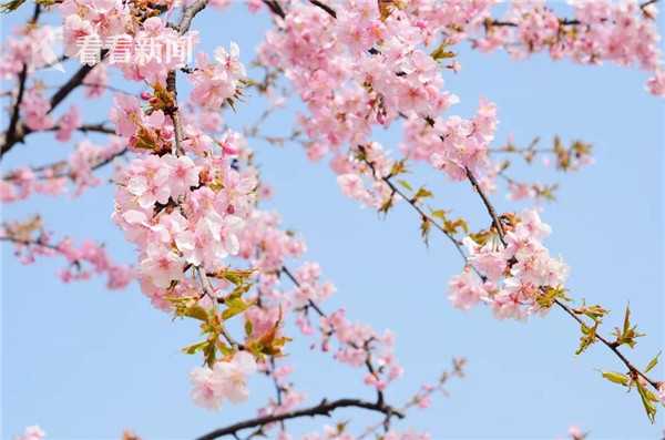 乘联会崔东树：全国乘用车商场继续去库存，2024年12月末库存305万台